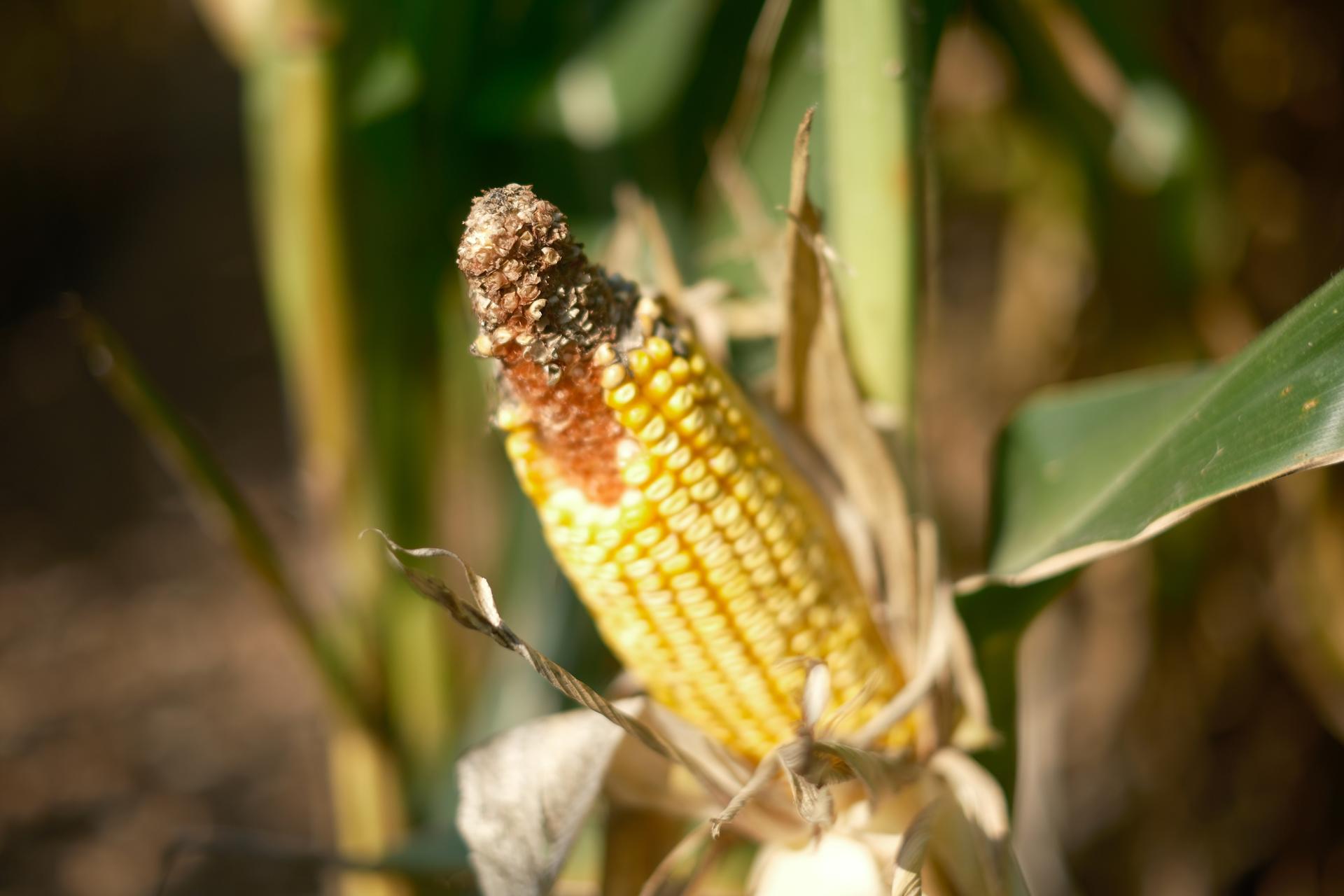 Kernels