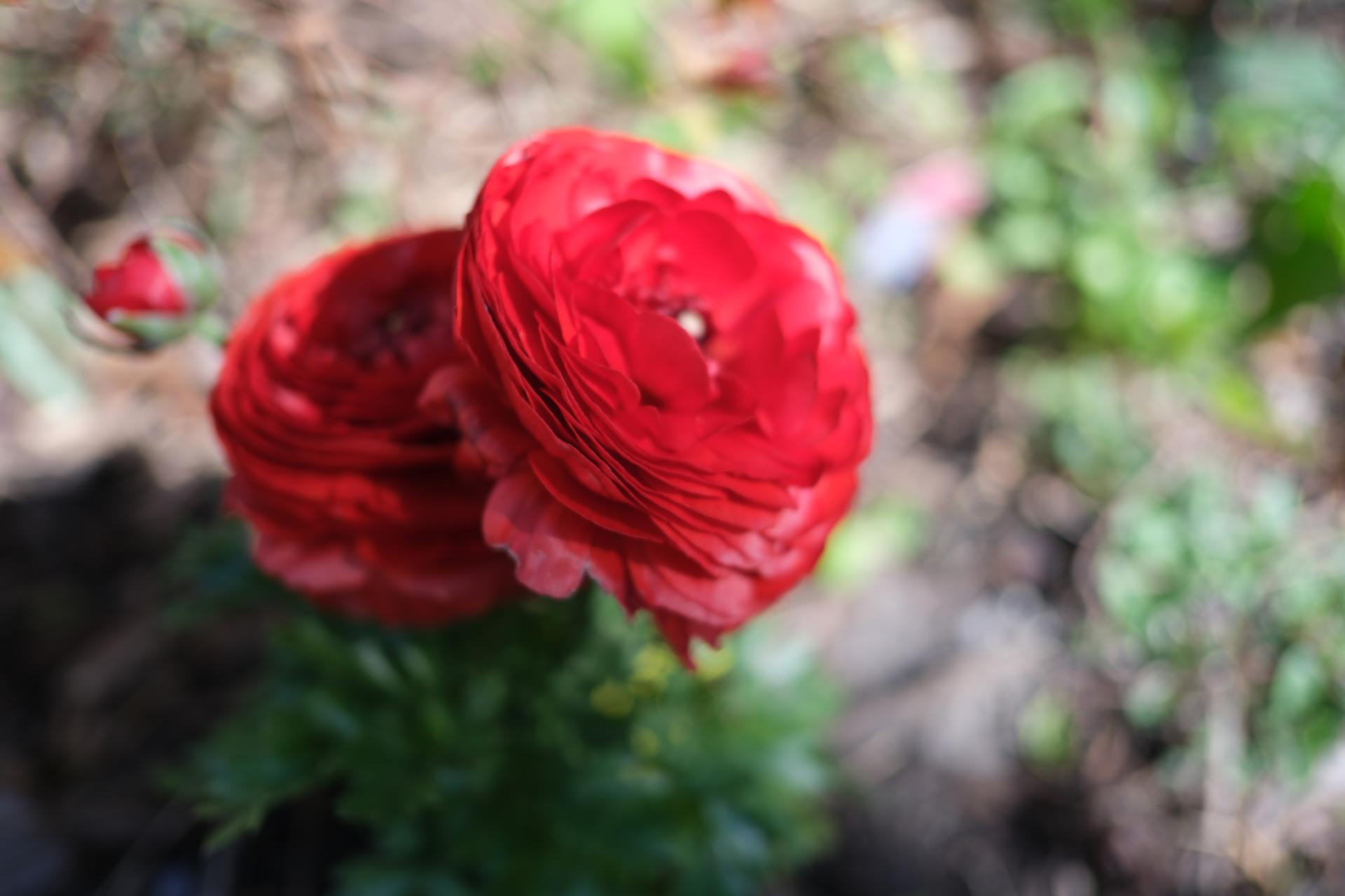 Ranunculus