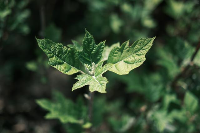 Leaf Relief